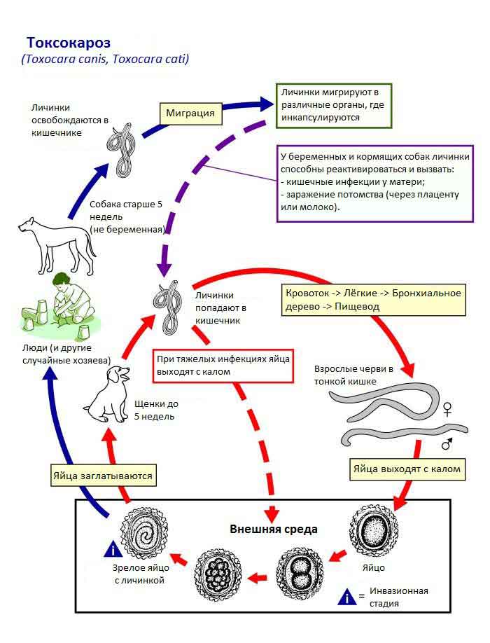 razvojni ciklus toksokare